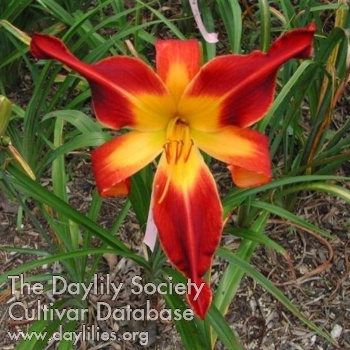 Daylily Bombs Bursting in Air